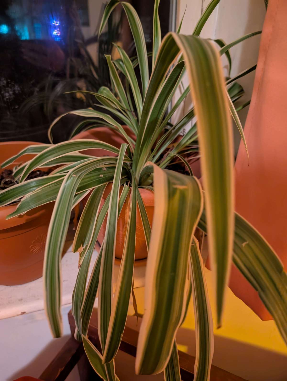 Big frondy spider plant